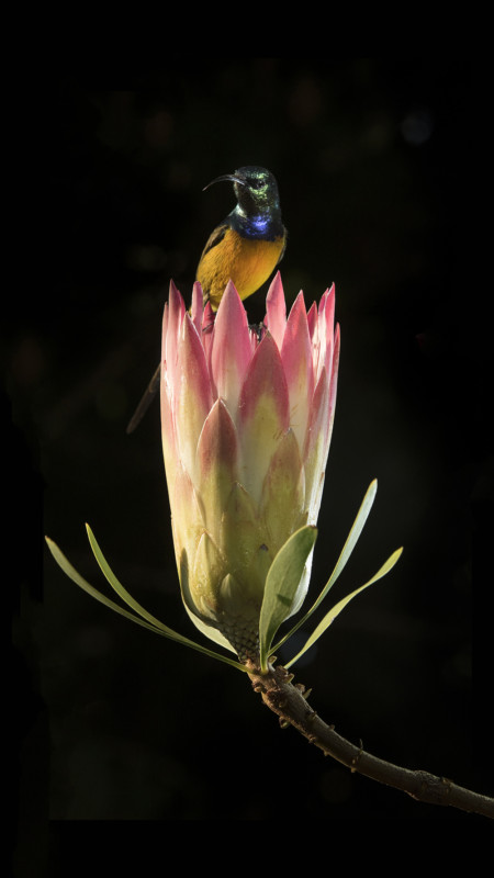 Những bức ảnh chụp chim đầy màu sắc của nhiếp ảnh gia phải cách ly tại nhà mùa dịch - Ảnh 4.