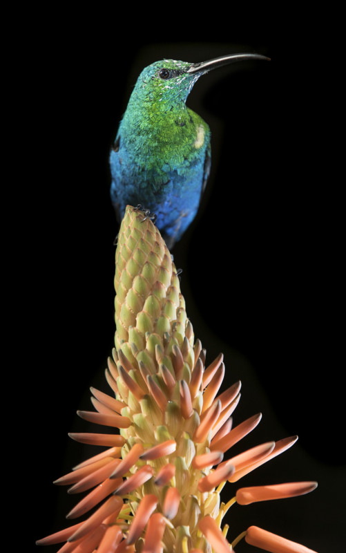 Những bức ảnh chụp chim đầy màu sắc của nhiếp ảnh gia phải cách ly tại nhà mùa dịch - Ảnh 8.