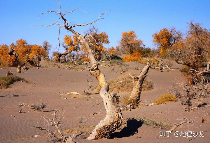 Trồng cây trên sa mạc là tốt hay xấu? - Ảnh 1. Trồng cây trên sa mạc là tốt hay xấu? - Ảnh 1.