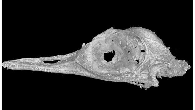 Phát hiện loài khủng long ăn thịt có kích cỡ nhỏ nhất trên Trái Đất, còn bé hơn cả một con chim ruồi - Ảnh 4.