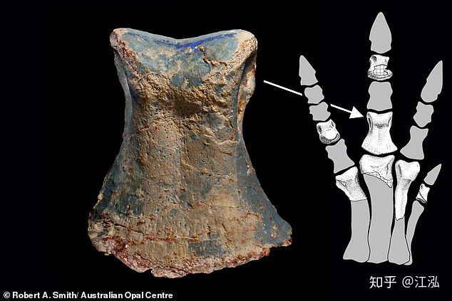 Australia phát hiện hóa thạch khủng long biến thành đá quý - Ảnh 10.