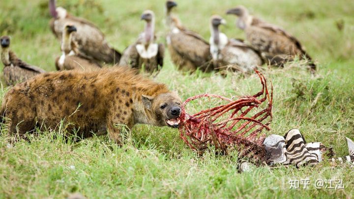 Kh&aacute;m ph&aacute; b&iacute; ẩn của lo&agrave;i linh cẩu thời tiền sử, ch&uacute;ng đ&atilde; từng sinh sống cả ở Bắc Cực - Ảnh 10.