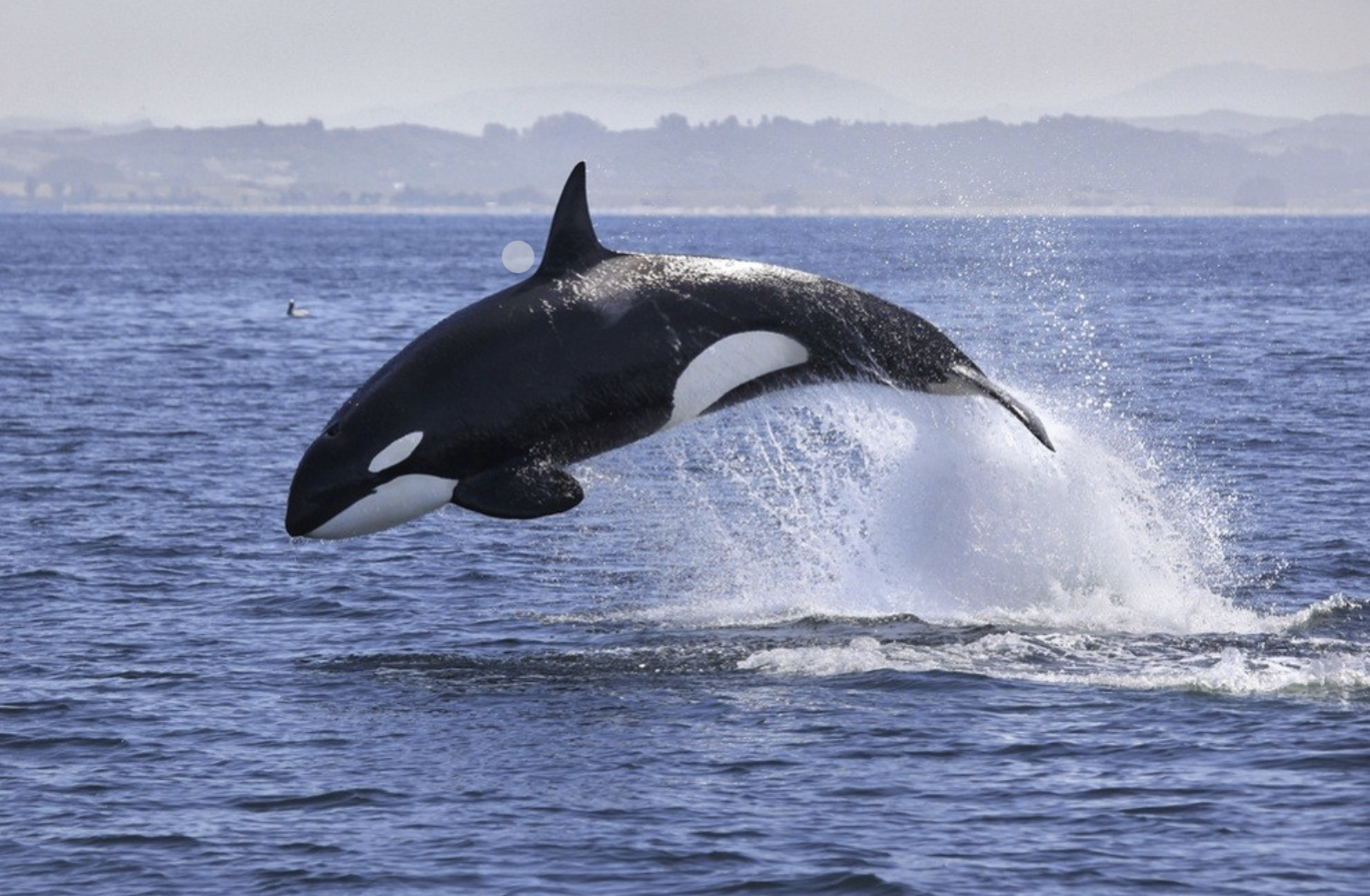 Lo&agrave;i c&aacute; heo ăn thịt si&ecirc;u lớn n&agrave;y từng l&agrave; nỗi kinh ho&agrave;ng một thời của c&aacute;c đại dương tr&ecirc;n Tr&aacute;i đất - Ảnh 2.
