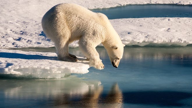 Gấu trắng Bắc Cực sắp biến mất vĩnh viễn khỏi Trái Đất - Ảnh 1.