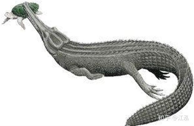 Machimosaurus rex: Loài cá sấu nước mặn to lớn nhất từng được con người phát hiện - Ảnh 8.