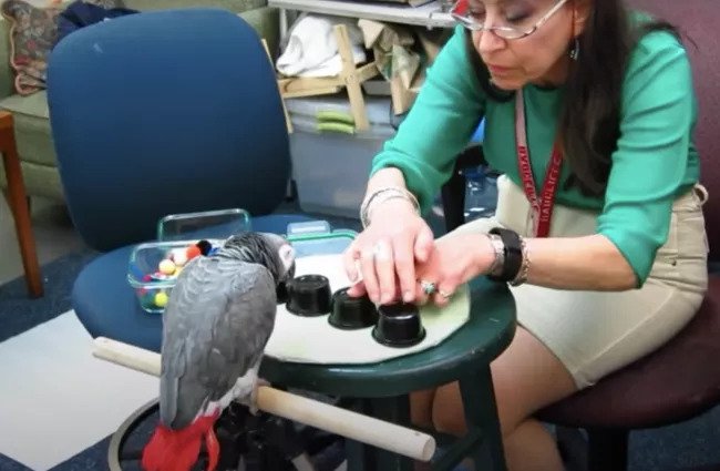 Griffin đang tham gia cuộc chơi