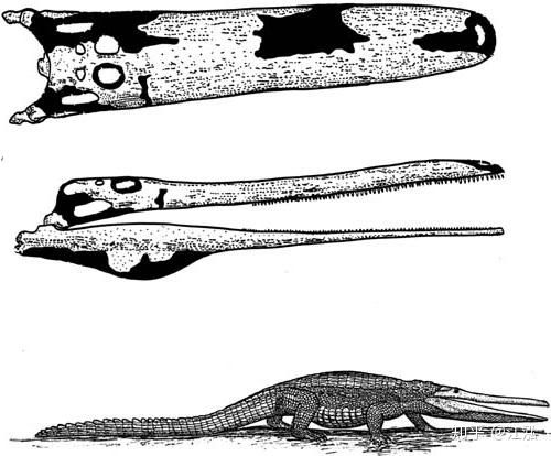 Stomatosuchus inermis: Loài cá sấu cổ đại có thể nuốt chửng cả thế giới - Ảnh 5.