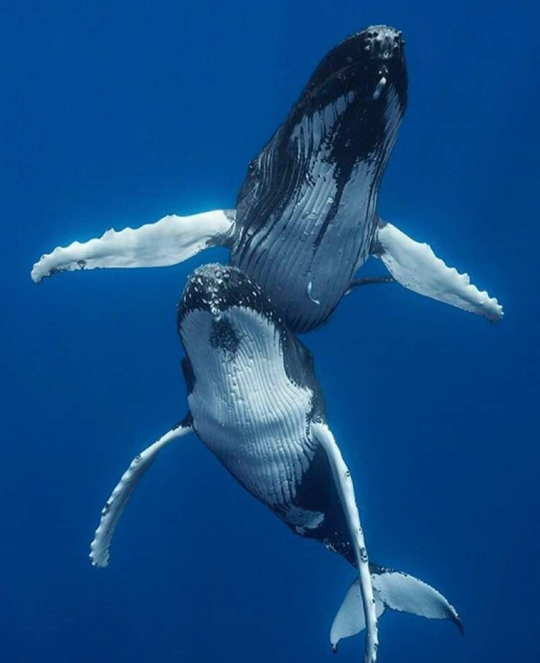 Cá Voi Răng Vương Miện: Làm Sáng Tỏ Điểm Khởi Đầu Của Sự Tiến Hóa Của Cá Voi  Tấm Sừng