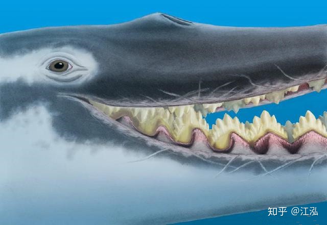 Cá voi răng vương miện: Làm sáng tỏ điểm khởi đầu của sự tiến hóa của cá voi tấm sừng - Ảnh 11.