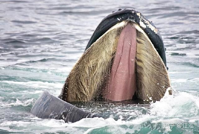 Cá voi răng vương miện: Làm sáng tỏ điểm khởi đầu của sự tiến hóa của cá voi tấm sừng - Ảnh 12.