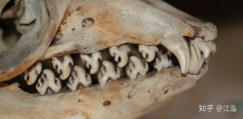 Cá voi răng vương miện: Làm sáng tỏ điểm khởi đầu của sự tiến hóa của cá voi tấm sừng - Ảnh 7.