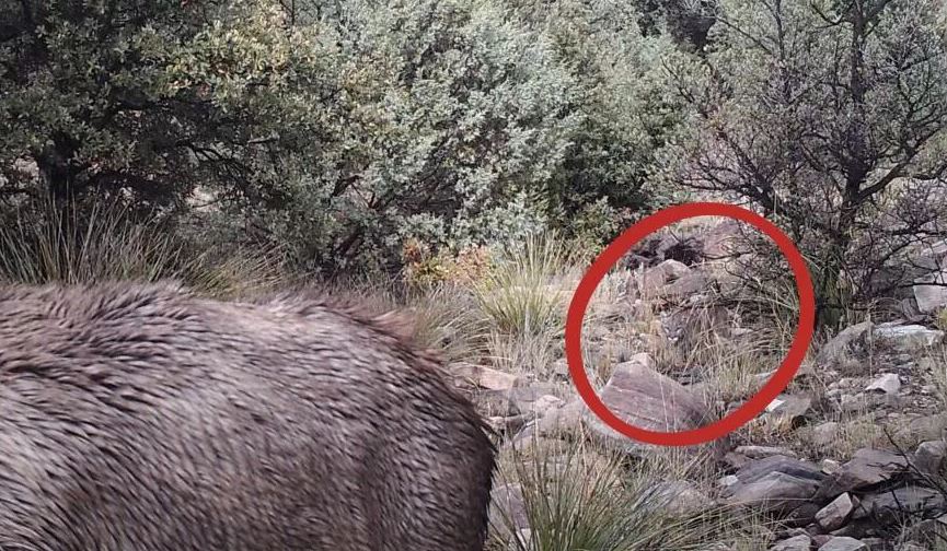 Đố bạn nhìn thấy con sư tử núi trong bức ảnh động vật hoang dã đáng sợ này