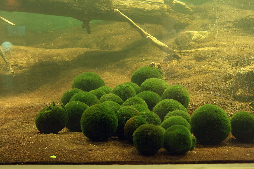 Marimo : Loài tảo cầu cực kì "đáng yêu" đang dần trở thành trào lưu chăm sóc như thú cưng tại Nhật Bản