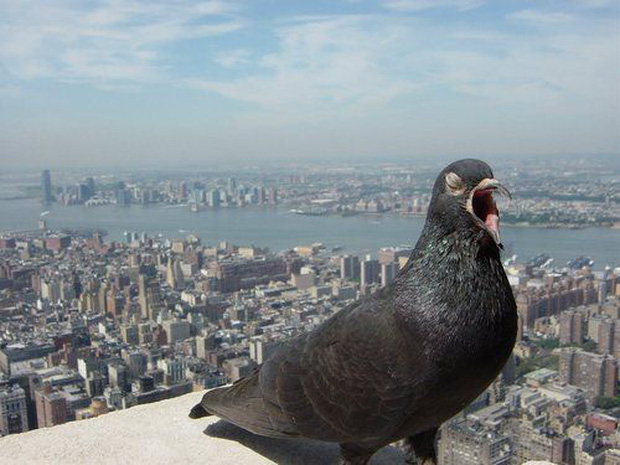 Mùa đông không thể cưỡng lại: chim bồ câu xâm chiếm toàn bộ các thành phố của Mỹ như thế nào?  - Ảnh 1.
