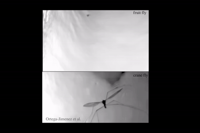 Những thước phim slow motion đầu tiên tiết lộ kỹ thuật bay xuyên nước của chim và côn trùng - Ảnh 4.