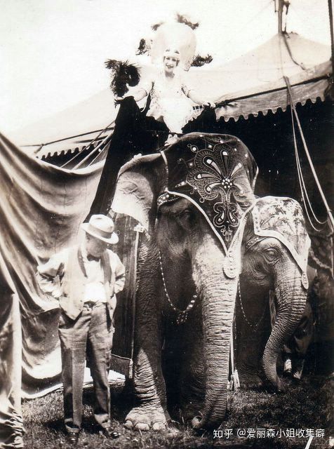 Voi Mary - con voi duy nhất bị treo cổ trong lịch sử - Ảnh 2.