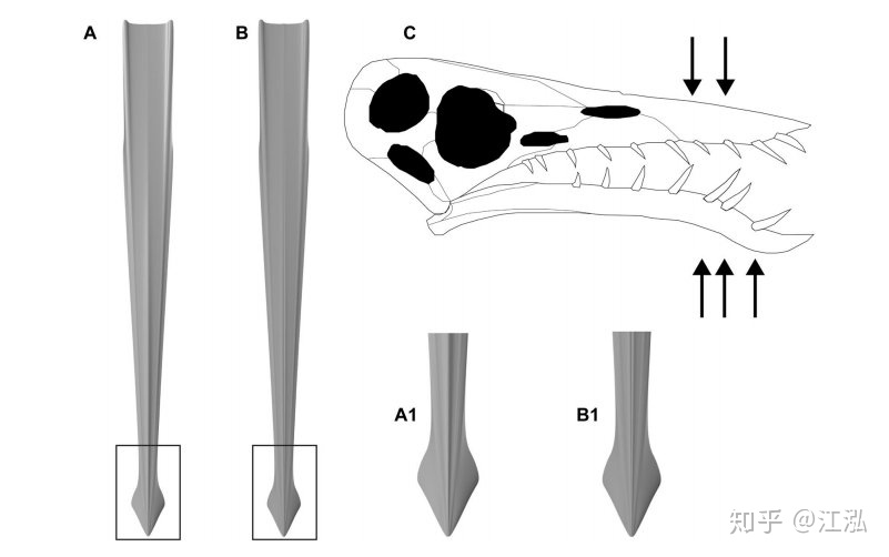 Rhamphorhynchus: Lo&agrave;i thằn lằn bay t&iacute; hon sở hữu h&agrave;m răng của tử thần - Ảnh 11.