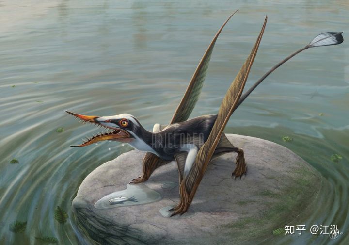 Rhamphorhynchus: Lo&agrave;i thằn lằn bay t&iacute; hon sở hữu h&agrave;m răng của tử thần - Ảnh 6.