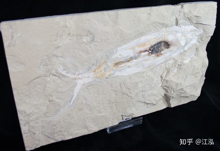 Rhamphorhynchus: Lo&agrave;i thằn lằn bay t&iacute; hon sở hữu h&agrave;m răng của tử thần - Ảnh 7.