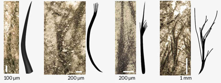 Nguồn gốc của lông vũ có thể sớm hơn nhưng gì chúng ta vẫn biết và cũng không liên quan gì đến việc bay - Ảnh 6.
