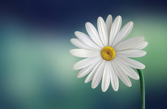 Bộ sưu tập ảnh nền 4K về chủ đề hoa lá cành dành cho máy tính - Ảnh 10.