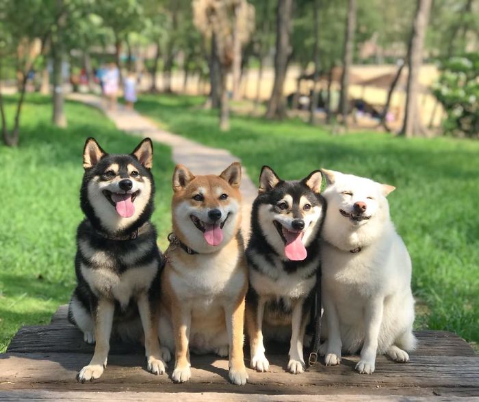 Chó Shiba Inu, một giống chó đáng yêu và thông minh được yêu thích trên toàn thế giới. Hãy cùng chúng tôi khám phá cộng đồng những người yêu mến giống chó này, và xem những hình ảnh tuyệt đẹp của những đàn chó Shiba Inu.