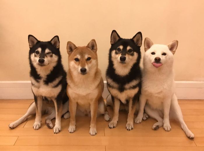 Nếu bạn yêu thích loài chó Shiba Inu, hãy xem ảnh đáng yêu này về những hành động đáng yêu của chú chó này.