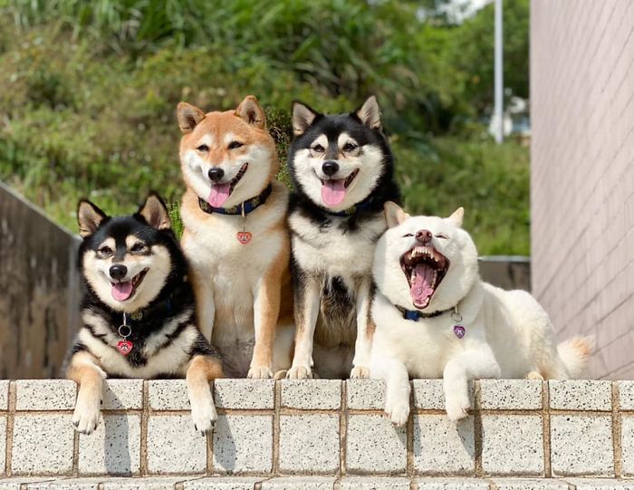 Những chú chó Shiba Inu được biết đến với tính cách lanh lợi và đáng yêu. Hãy xem bức ảnh của chúng tôi và được đắm chìm trong nét đẹp độc đáo và sự thông minh của những chú chó Shiba Inu này.