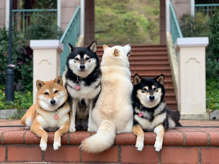 Shiba Inu là giống chó đáng yêu và thông minh, rất được yêu thích trên toàn thế giới. Hãy xem hình ảnh của giống chó này để cảm nhận được sự dễ thương và lanh lợi của Shiba Inu.