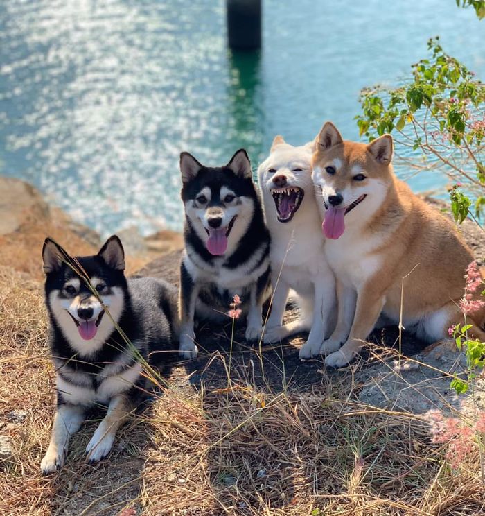 bốn chú chó cười ngoác mồm bên bờ suối trong xanh