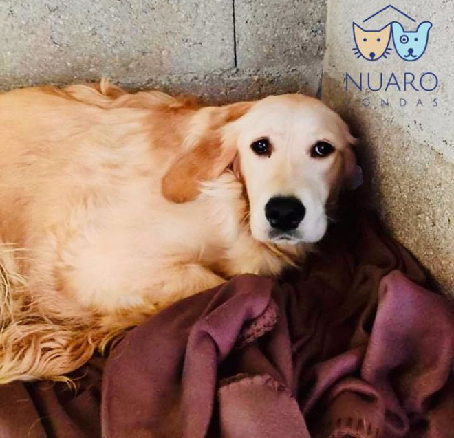 Chó nhà mất tích được tìm thấy trong lò nhân giống trái phép, để rồi vạch trần cả một ngành công nghiệp tàn khốc trục lợi bằng chó thuần chủng tại Bắc Âu - Ảnh 8.