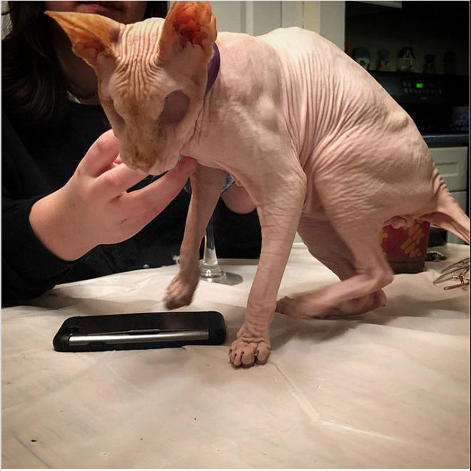 Gặp gỡ Jasper, chú mèo không lông đã bị cắt bỏ cả hai nhãn cầu với hàng chục nghìn người hâm mộ - Ảnh 6.