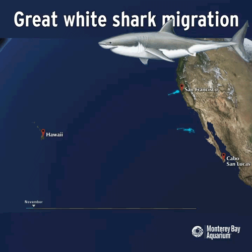 Đây là loài sinh vật biển chỉ cần bơi ngang cũng khiến cá mập trắng lớn sợ hãi tột cùng mà chạy mất dép” - Ảnh 3.