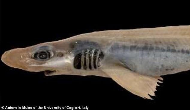 Phát hiện cá mập thây ma ở Sardinia, không có da và răng - Ảnh 2.