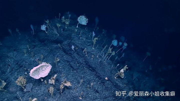 Phát hiện loài bọt biển ET trong Khu rừng kỳ dị ở Thái Bình Dương trông giống như một sinh vật ngoài hành tinh - Ảnh 3.