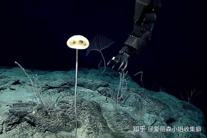 Phát hiện loài bọt biển ET trong Khu rừng kỳ dị ở Thái Bình Dương trông giống như một sinh vật ngoài hành tinh - Ảnh 2.