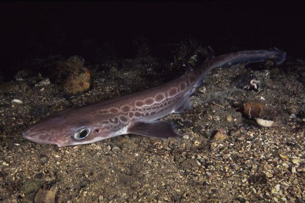 Phát hiện cá mập thây ma ở Sardinia, không có da và răng - Ảnh 4.