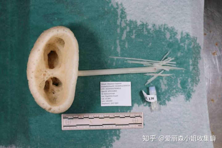 Phát hiện loài bọt biển ET trong Khu rừng kỳ dị ở Thái Bình Dương trông giống như một sinh vật ngoài hành tinh - Ảnh 6. Phát hiện loài bọt biển ET trong Khu rừng kỳ dị ở Thái Bình Dương trông giống như một sinh vật ngoài hành tinh - Ảnh 6.