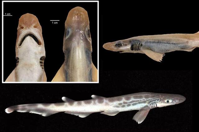 Phát hiện cá mập thây ma ở Sardinia, không có da và răng - Ảnh 1.