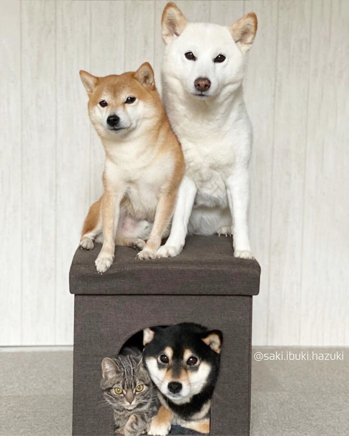 Chú mèo này là sự thay thế hoàn hảo cho chú chó Shiba inu chuyên phá hỏng các bức ảnh chụp nhóm - Ảnh 12. Chú mèo này là sự thay thế hoàn hảo cho chú chó Shiba inu chuyên phá hỏng các bức ảnh chụp nhóm - Ảnh 12.