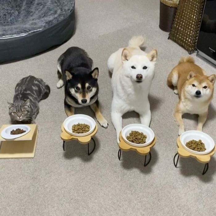 Chú mèo này là sự thay thế hoàn hảo cho chú chó Shiba inu chuyên phá hỏng các bức ảnh chụp nhóm - Ảnh 6. Chú mèo này là sự thay thế hoàn hảo cho chú chó Shiba inu chuyên phá hỏng các bức ảnh chụp nhóm - Ảnh 6.