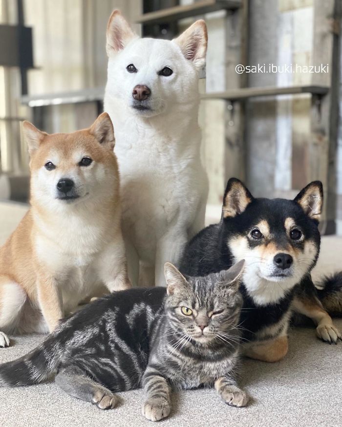 Chú mèo này là sự thay thế hoàn hảo cho chú chó Shiba inu chuyên phá hỏng các bức ảnh chụp nhóm - Ảnh 9. Chú mèo này là sự thay thế hoàn hảo cho chú chó Shiba inu chuyên phá hỏng các bức ảnh chụp nhóm - Ảnh 9.