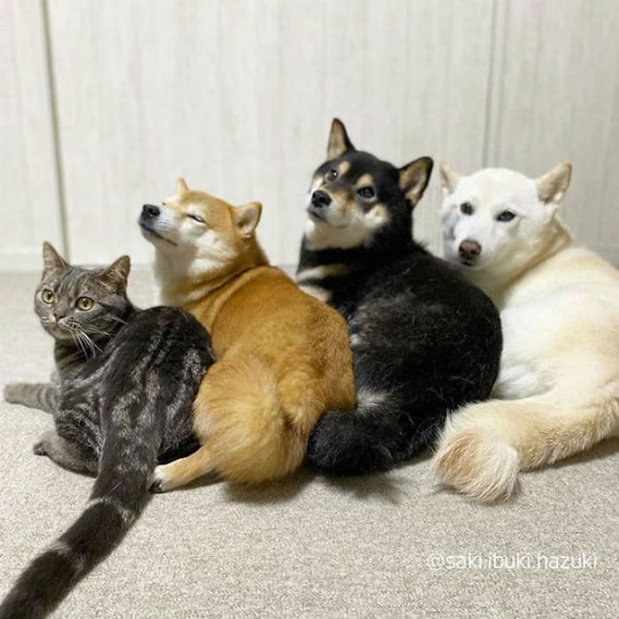 Chú mèo này là sự thay thế hoàn hảo cho chú chó Shiba inu chuyên phá hỏng các bức ảnh chụp nhóm - Ảnh 4.