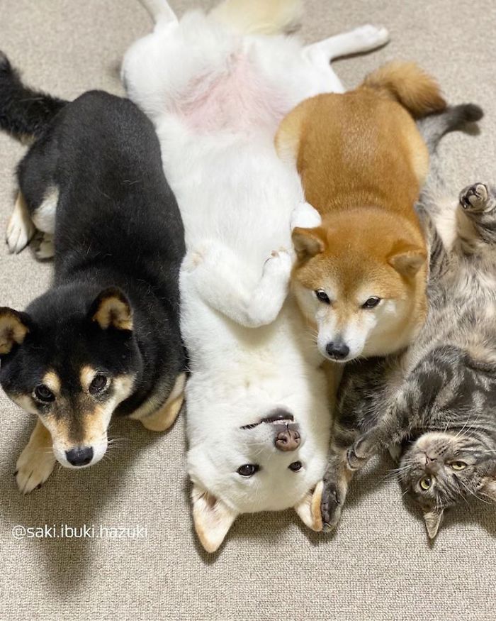 Hai con vật đáng yêu nhất của Nhật Bản, một chú mèo và một chú chó Shiba Inu trong một bức ảnh đầy hoài cảm. Chúng ta không thể không yêu thích sự đáng yêu và tinh nghịch của chúng. Hãy xem bức ảnh này để được truyền cảm hứng về tình bạn đặc biệt giữa hai nhà vô địch như chú mèo và chú chó Shiba Inu.
