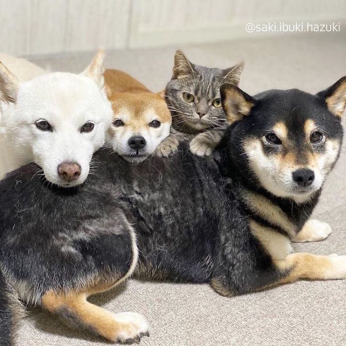 Chú mèo này là sự thay thế hoàn hảo cho chú chó Shiba inu chuyên phá hỏng các bức ảnh chụp nhóm - Ảnh 7.