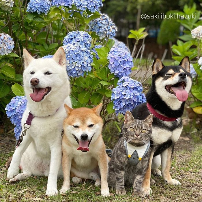 Chú mèo này là sự thay thế hoàn hảo cho chú chó Shiba inu chuyên phá hỏng các bức ảnh chụp nhóm - Ảnh 8. Chú mèo này là sự thay thế hoàn hảo cho chú chó Shiba inu chuyên phá hỏng các bức ảnh chụp nhóm - Ảnh 8.