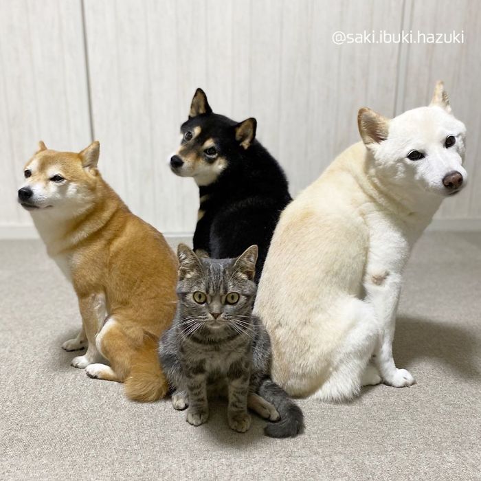 Chú mèo này là sự thay thế hoàn hảo cho chú chó Shiba inu chuyên phá hỏng các bức ảnh chụp nhóm - Ảnh 13.