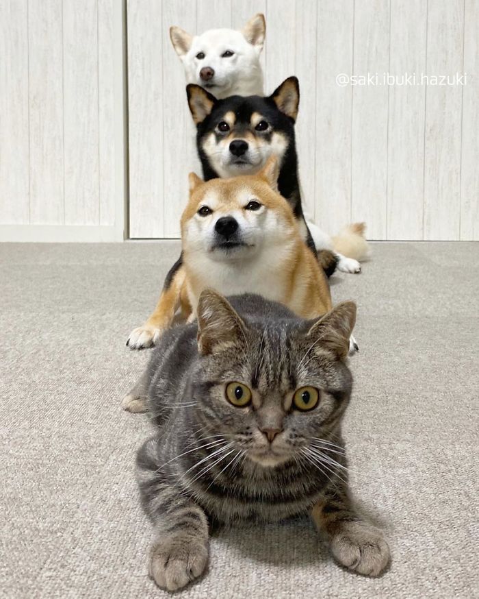 Chú mèo này là sự thay thế hoàn hảo cho chú chó Shiba inu chuyên phá hỏng các bức ảnh chụp nhóm - Ảnh 11.