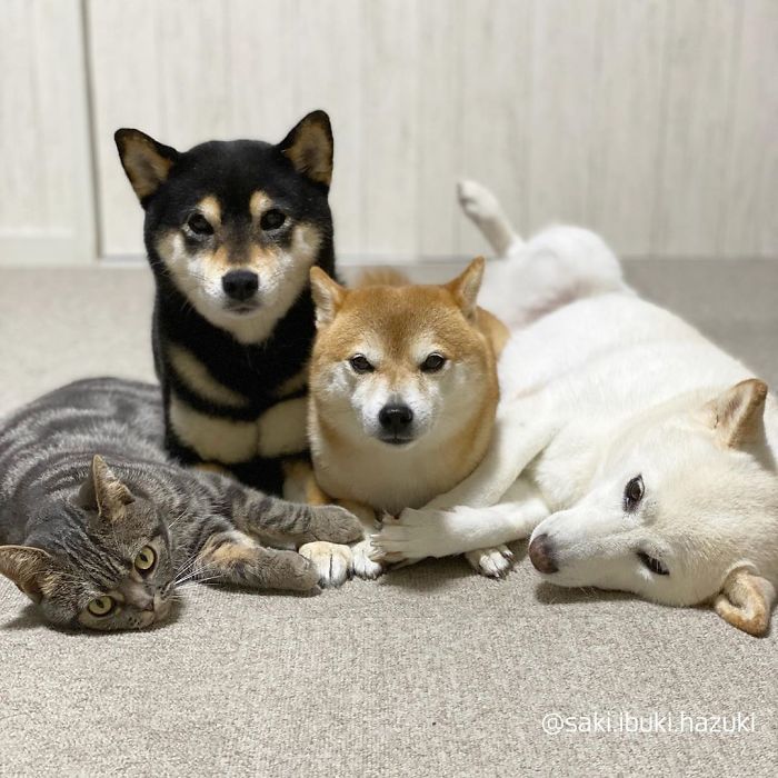 Chú mèo này là sự thay thế hoàn hảo cho chú chó Shiba inu chuyên phá hỏng các bức ảnh chụp nhóm - Ảnh 10.