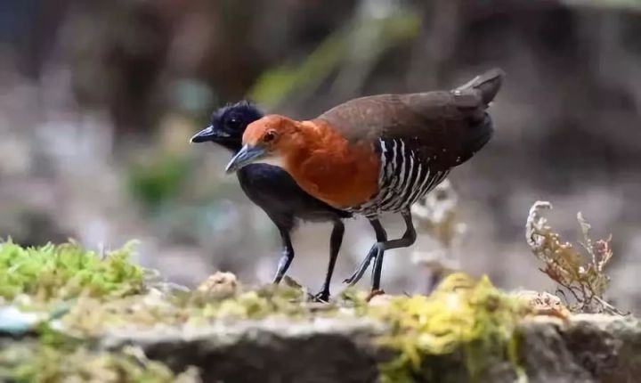 Đã tuyệt chủng một thế kỷ, liệu loài ngựa vằn tàn lụi này có thể thực sự sống lại? - Ảnh 11.